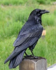 Arte Pin Up, Raven Bird, Crow Bird, Crow Art, Raven Art, Crows Ravens, 문신 디자인, Bird Photo, Bird Photography