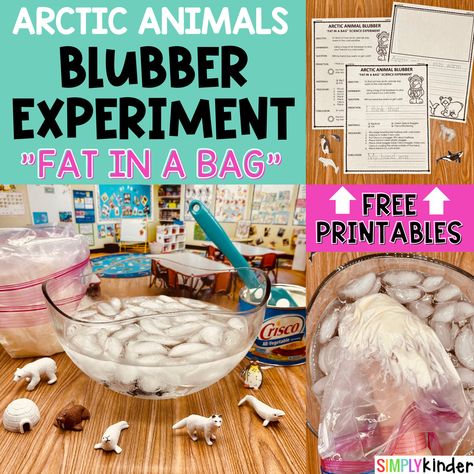 Blubber Experiment For Kids, Polar Bears Kindergarten, Blubber Experiment, Animal Science Experiments, Polar Bear Unit, Summer Reading 2023, Penguin Unit, Antarctic Animals, December Kindergarten