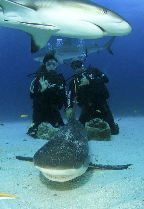 Shark Diving Aesthetic, Scuba Diving Aesthetic, Dive Aesthetic, Diving Aesthetic, Diving With Sharks, Oceanography Marine Biology, Wildlife Biologist, Adventure Ideas, Shark Diving