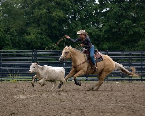 Lasso Pose, Cowgirl Roping, Roping Horses, Breakaway Roping, Roping Horse, Horse Senior Pictures, Working Cow Horse, Western Horses, Calf Roping