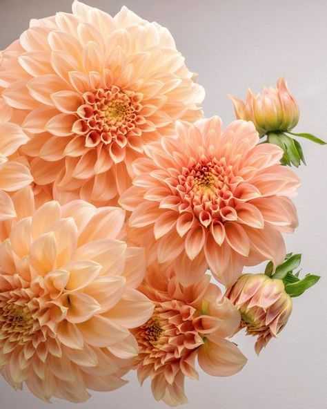 Yellow Dahlia, Peachy Orange, Nothing But Flowers, Peach Flowers, Dahlia Flower, Floral Color, Bridal Flowers, Flower Beauty, Types Of Flowers