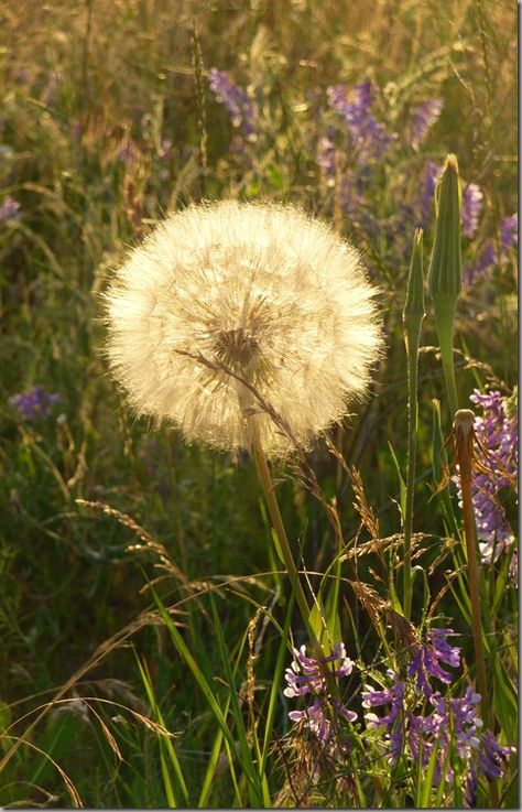 Dandelion Wishes  ~ Nature, Dandelions Aesthetic, Wishing Flower, Dandelion Photo, Wish Flower, Dandelion Wine, Dandelion Flowers, Dandelion Wishes, Dandelion Clock