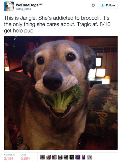 Jangle — 8/10. Solid dog but addicted to broccoli. | Admit It, This Funny AF Twitter Account Is What We All Do To Dogs IRL Dogs, The Floor, A Dog, Broccoli