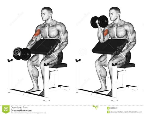 Exercising. One Arm Dumbbell Preacher Curl - Download From Over 58 Million High Quality Stock Photos, Images, Vectors. Sign up for FREE today. Image: 68612572 Dumbbell Bicep Workout, Upper Arm Exercises, Bicep Exercises, Arm Training, Beginners Fitness, Challenge Fitness, Biceps Brachii, Transformation Fitness, Forearm Workout