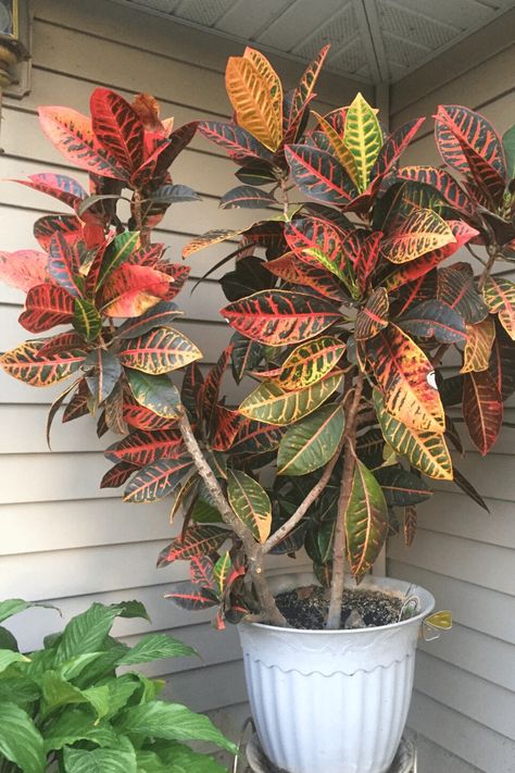 Croton Guide: How to Take Care of a Croton Plant Propagating Croton Plants, Croton Petra Plant Care, Easy Plants To Propagate, Croton Propagation, Croton Plant Indoor, Petra Croton, Bali Gardens, Crotons Plants, Croton Plant Care