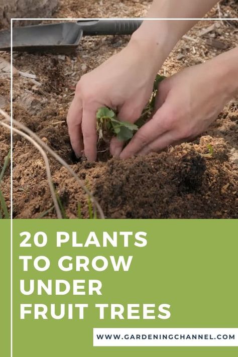 20 Things You Can Plant and Grow Under Fruit Trees - Gardening Channel Growing Rhubarb, Planting Fruit Trees, Plants Under Trees, Gardening Guide, Growing Fruit Trees, Gardening Landscaping, Types Of Fruit, Gardening 101, Growing Tips