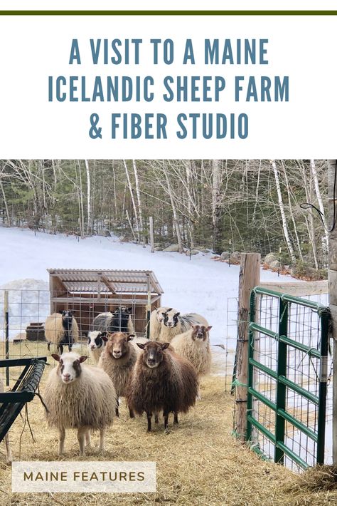 Sheep Diy, Dairy Sheep, Fiber Farm, Homestead Livestock, Raising Sheep, Fiber Animals, Fiber Studio, Starting A Farm, Icelandic Sheep