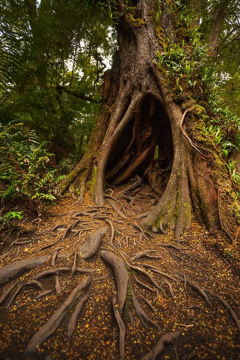 Huge Trees Aesthetic, Large Tree Aesthetic, Hollow Tree Drawing, Big Tree Aesthetic, Tree Astethic, Trees Reference, Cool Trees, Tree Reference, Tree Person