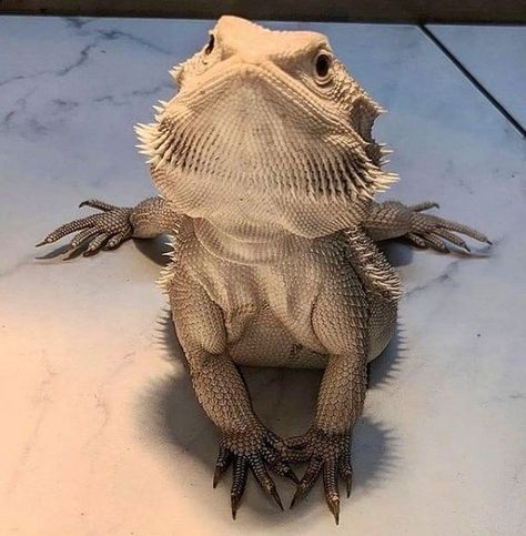 Dragon Lizard Pets, Big Bearded Dragon, White Bearded Dragon, Bearded Dragon Enclosure Ideas, Beard Dragon, Cute Animal Pfp, Bearded Dragon Colors, Bearded Dragon Terrarium Ideas, Dragon Terrarium