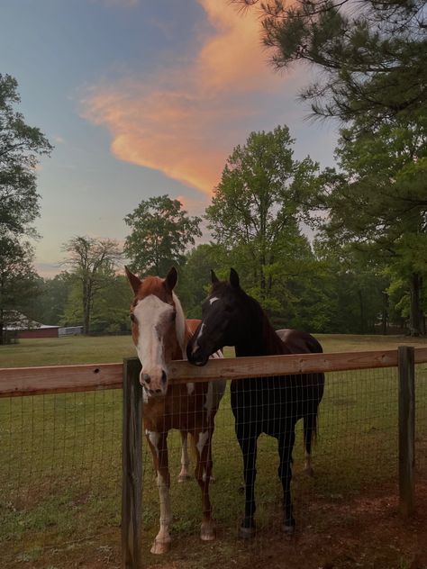 Country Girl Aesthetic, Southern Aesthetic, Poetry Aesthetic, Nature Words, Western Life, Horse Aesthetic, Country Lifestyle, Cute N Country, Ranch Life