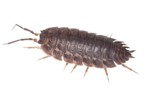 Wood louse. Big brown wood louse is isolated on a white , #AFF, #Big, #louse, #Wood, #brown, #white #ad Woodlice, Pill Bug, Bird Netting, Garden Mural, Industrial Steampunk, Mural Ideas, Eyes Black, Insect Control, Pest Control Services