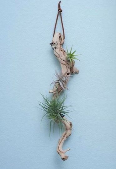 Air Plants Decor, Driftwood Ideas, Plant Hanging, Trendy Plants, Air Plant Display, Driftwood Projects, Hanging Succulents, Deco Nature, Plants Ideas