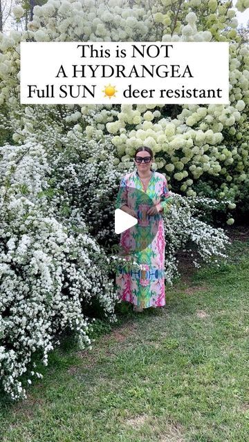 Carmen Johnston Gardens on Instagram: "The snowball vibernum bush can tolerate the freezing winter temperature of zone 6 and the summer heat down to zone 8, but does not do well in climates that are warmer or colder than this…but may take zone 9 in certain places.  Bridal wreath grows best in full sun, well-draining loamy or acidic soils, withstanding wintery weather and summer temperatures, growing naturally in zones 5 through 8." Winter Garden Flowers, Zone 8 Landscaping Front Yards, Zone 7b Landscaping, Zone 8 Flowers, Ohio Landscaping Ideas, Zone 10 Landscaping, Zone 5 Flowers, Zone 8b Landscaping, Zone 4 Landscaping