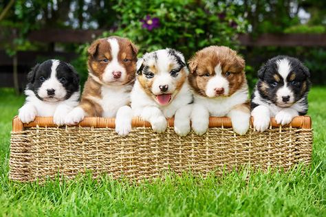 Can a Litter of Puppies Have Different Dads? - Petset.com Australian Shepherd Red Tri, Puppy Litter, Pit Bull Puppies, Litter Of Puppies, Miniature Australian Shepherd, Australian Shepherd Puppy, Aussie Puppies, Australian Shepherd Puppies, Chicken Garden