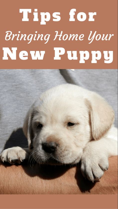 New Puppy Checklist (Preparing Your Home for Getting a Dog) New Puppy Checklist, Puppy Checklist, Dog Minding, Puppy Photography, Puppies Tips, Puppy Proofing, Easiest Dogs To Train, Puppy Training Tips, Dog Training Techniques