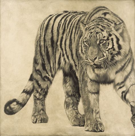 Siberian Tiger I / Panthera tigris altaica / 2008 / 100 x 100 cm / Pencil on panel Tiger Paintings, Tiger Sketch, Leopard Painting, Panthera Tigris, Tiger Artwork, Tiger Drawing, Cat Anatomy, Pencil Drawings Of Animals, Eagle Pictures