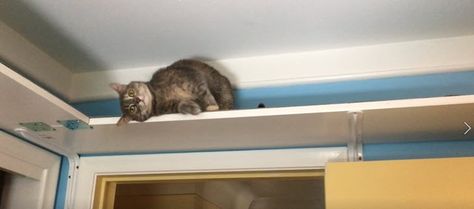 7 tips for DIY cat wall shelves and walkways Cat Wall Walkway, Indoor Cat Walkway, Window Cat Shelf, Cat Shelf Wall Ideas, Diy Cat Wall Shelves Small Spaces, Diy Cat Walkway, Cat Diy Wall Shelves, Cat Walkways In House, Diy Cat Wall Shelves Catwalks