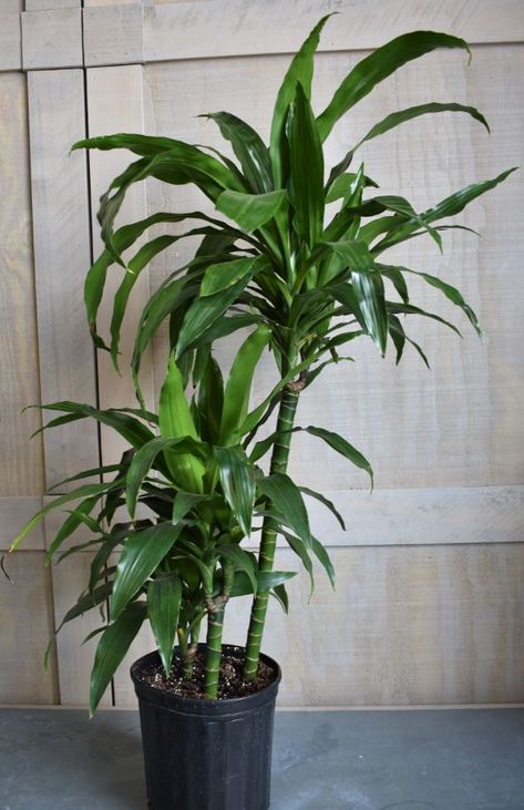 Corn Plants Indoor, Corn Plant Indoor, Corn Plant Indoor Care, Corn Plant Care, Dracaena Fragrans, Low Maintenance House Plants, Inside House Plants, Growing Corn, Dracaena Plant