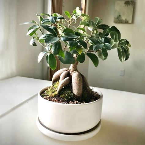 A customer sent me this photo of his ficus bonsai re-potted in my planter set...I love it! Ficus Bonsai, Bonsai Ficus, Textured Bowls, White Pot, Curved Walls, Mixing Bowls Set, Bonsai Pots, Stoneware Ceramics, Pottery Wheel