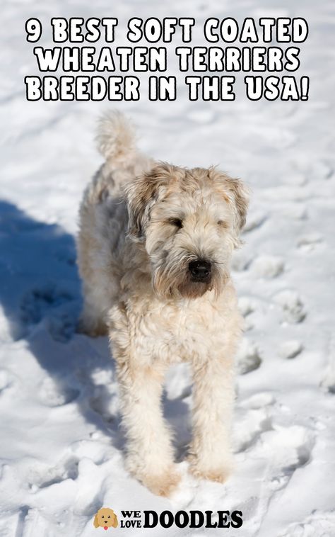 If you’re searching for the best Soft Coated Wheaten Terrier breeders in the United States, then you’ve come to the right place. Soft Coated Wheaten Terriers are happy, friendly, and a deeply devoted pet, and the best companion for a family. However, adopting this adorable pet from a trusted and reliable breeder is vital to ensure your pet is well-trained and healthy. Soft Coated Wheaten Terriers, Soft Coated Wheaten Terrier Puppies, Wheaton Terrier Soft Coated, Whoodle Dog, Wheaten Terrier Mix, Wheaten Terrier Puppy, Wheaton Terrier, Unique Dog Breeds, Beautiful Dog Breeds