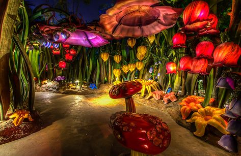 Disneyland - Pixie Hollow Line | sjmonty99 | Flickr Pixie Hollow, Disney Fairies, Alice In Wonderland Party, Wonderland Party, Forest Fairy, Enchanted Forest, Nature Pictures, Theme Park, Fairy Garden