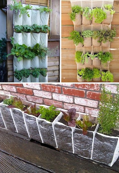 24 Creative Garden Container Ideas | Use hanging shoe racks to grow a vertical garden. Growing In Pots, Upcycled Planter, Garden Container, Container Ideas, Backyard Vegetable Gardens, Vertical Gardens, Shoe Racks, Garden Containers, Apartment Garden