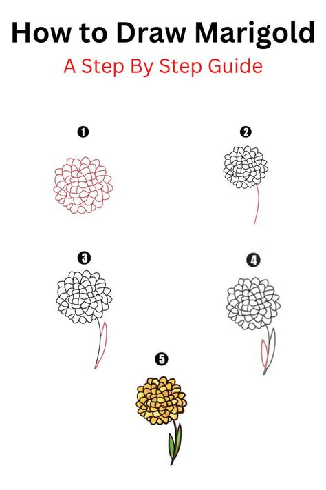 How to Draw Marigold Nature, How To Draw A Marigold, How To Draw Marigolds, Marigold Doodle, Marigold Drawing, Hobonichi Journal, Flowers Marigold, Cool Drawing, Flowers Easy