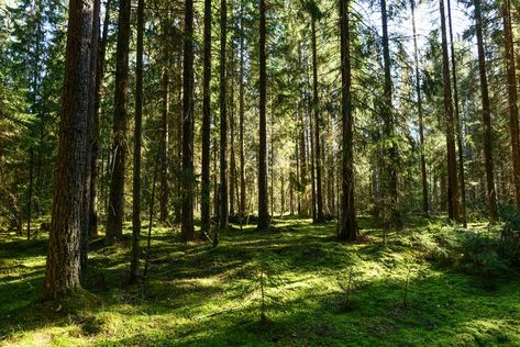 Temperate Deciduous Forest, Nice Scenery, Aesthetic Library, Spruce Forest, Deciduous Forest, Spring Scenery, Spring Morning, Spruce Tree, Winter Sunset