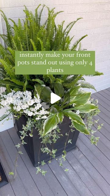 Landscape Decorating Ideas, Kimberly Queen Fern, Front Porch Planter Ideas, Porch Planter Ideas, Variegated Ivy, Fern Planters, Easy Gardening Hacks, Front Porch Flower Pots, Variegated Hosta