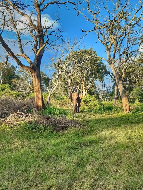 Mudumalai National Park, Elephant Camp, Elephant Ride, Rest House, Glute Workout, Western Ghats, Ooty, Landscape Architecture Design, Wildlife Park