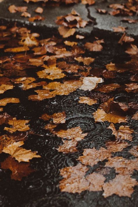 Fall Mood Board, Autumn Rain, Fall Feels, Best Seasons, Fall Pictures, Autumn Cozy, Autumn Aesthetic, Fall Wallpaper, Autumn Photography