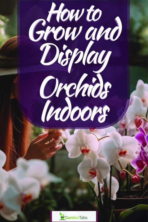 How To Grow Orchids Indoors, Orchid Window Display, How To Display Orchids Inside, Displaying Orchids, Indoor Orchid Display, Orchid Shelf Ideas, Orchid Display Ideas Indoor, Orchid Display, How To Display Plants Indoors