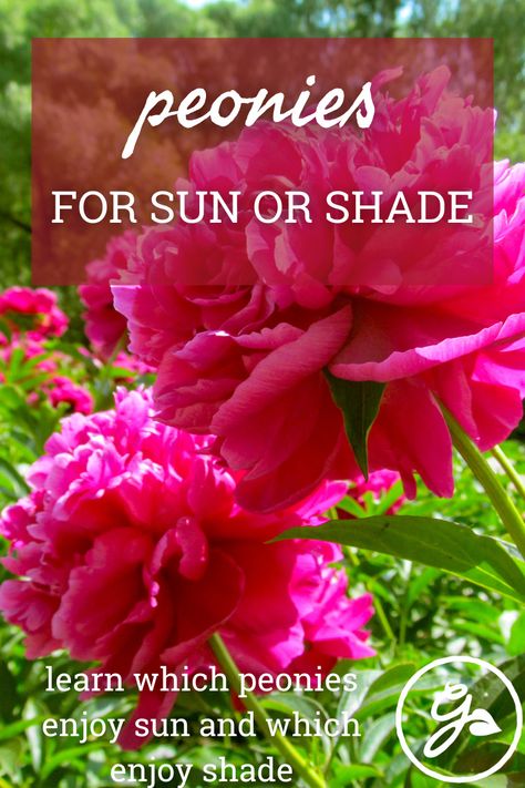 Peonies are a classic garden perennial, but do they like sun or shade? Click here for the answer and to learn more. Peony Garden Bed, Peony Varieties, Shady Gardens, Itoh Peonies, Peony Bush, Planting Peonies, Growing Peonies, Garden Flower Beds, Tree Peony