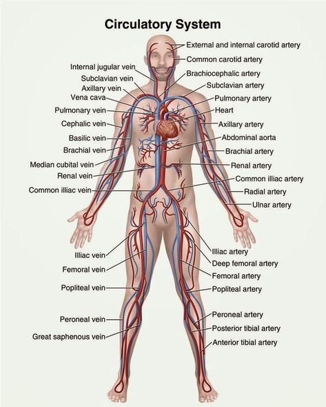 Circulatory System: Definition, Functions, Organs, Diseases | Biology Dictionary Medical Student Study, Nursing School Survival, Human Body Anatomy, Nursing School Studying, Nursing School Tips, Medical School Studying, Human Anatomy And Physiology, Medical Anatomy, Medical Coding