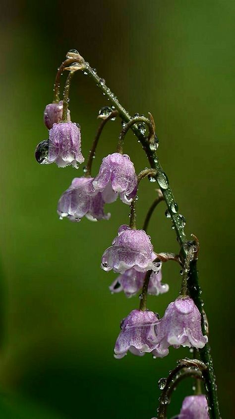 ✿ Nolinoideae ✿ Spring flowers - Pink Lily of the Valley with raindrops Drops Of Water, Lily Of The Valley Flowers, Valley Flowers, Macro Flower, Flower Landscape, 수채화 그림, Pretty Plants, Exotic Flowers, Story Ideas