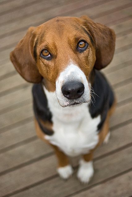 Foxhound Puppy, Grand Basset Griffon Vendeen, Foxhound Dog, English Foxhound, Petit Basset Griffon Vendeen, American Foxhound, Clumber Spaniel, Bearded Collie, Afghan Hound