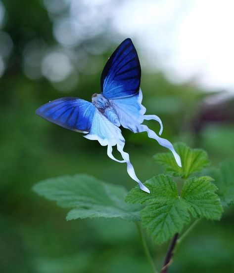 Moth & Myth on Instagram: “Did someone say Fluffy Tit? 🤔 This is butterfly Zeltus amasa as known as a Fluffy Tit butterfly. They are found all over Asia, from India…” Fluffy Moths, Fluffy Moth, Dnd Board, Cute Moth, Pretty Butterflies, Flying Creatures, Beautiful Insects, Butterfly Species, Moth Art