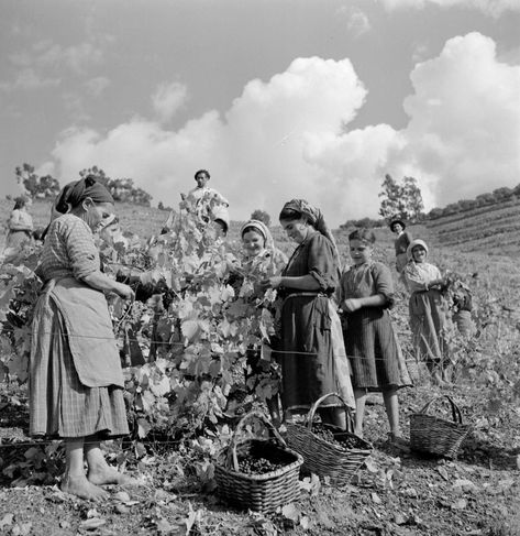 Grape harvest for Port Wine - Douro Valley (Portugal) - photo by Artur Pastor Douro Valley Portugal, Vintage Portugal, Grape Harvest, Portuguese Culture, Grape Harvesting, Douro Valley, Port Wine, Vintage Italy, Spain And Portugal