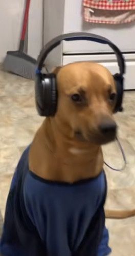 Listen To Music Meme, Dog Wearing Headphones, Headphone Quotes, Dog With Headphones, Reaction Image, Image Meme, Playlist Covers Photos, Wearing Headphones, Wearing Headphone