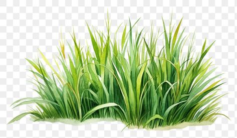 Green Grass Png, Grass Watercolor, Grass Png, Grass Drawing, Grass Illustration, Discord Channels, Graphic Tshirt Design, Creative Studio, Flower Drawing