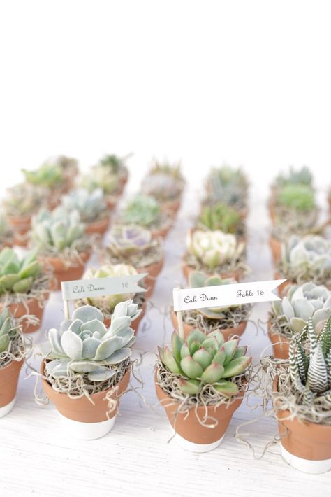 Succulent Arrangements Diy, Succulent Party Favors, Succulent Wedding Favors, Succulent Favors, Succulent Bouquet, Succulent Centerpieces, Diy Arrangements, Succulents Decor, Succulent Gifts