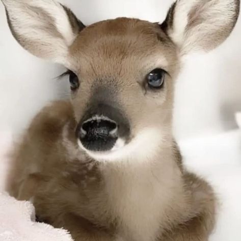 Lashes, Deer, Face Reveal, Baby Deer, Favorite Products