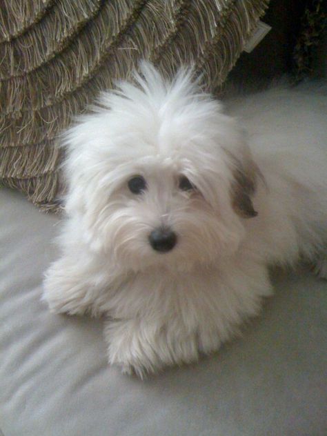 Coton du Tulear. I think this is the way to go for me. Coton De Tulear Grooming, Coton Du Tulear, Cotton De Tulear, Coton De Tulear Puppy, Coton De Tulear Dogs, Coton De Tulear, Funny Maltese Memes, Cute Dogs And Puppies, 귀여운 동물