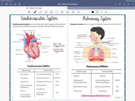 🔷Medical Students' Best Friend for Taking Notes 🔷Stable Writing Feel 🔷Anti-Glare Surface Anatomy Notes Ipad, Ipad Notes Psychology, Ipad Notes Anatomy, Med Notes Ipad, Ipad Notes College Notability, College Ipad, College Marketing, Med School Study, College Note Taking