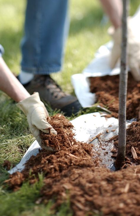 9 Steps to Mulching Like a Pro Gardener Fall Garden Checklist, Garden Checklist, Garden Mulch, Types Of Mulch, Mulch Landscaping, Gardening Trends, Dogwood Trees, Tree Care, Plant Health