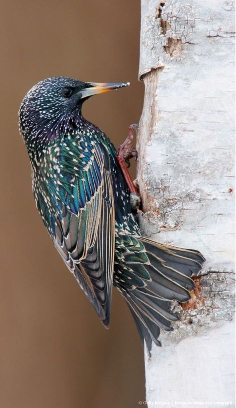 European Starling, Common Starling, Bird Carving, Caran D'ache, All Birds, Birdwatching, Pretty Birds, Starling, Colorful Birds