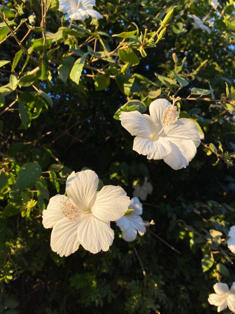 stunning white hibiscus tree at sunset Italy Flowers Aesthetic, White Hibiscus Flower Aesthetic, Flowers Vision Board, Flower Beach Aesthetic, Summer White Aesthetic, Flower Summer Aesthetic, Tropicalcore Aesthetic, Hibiscus Flower White, White Summer Aesthetic