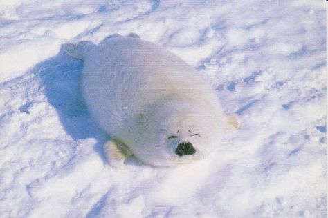 Fluffy Seal, Peaceful Pics, Harp Seal Pup, Baby Harp Seal, Harp Seal, Cute Seals, Peaceful Moments, Seal Pup, Baby Seal