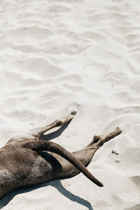 Dog Beach Photography, Beach Dog Aesthetic, Dog Beach Aesthetic, Dog Beach Photoshoot, Beach Photos With Dog, Dog Beach Pictures, Dog Vision Board, Beach With Dog, Beach Dog Photos