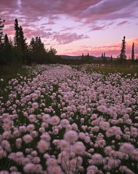 Nothing But Flowers, Field Of Flowers, Aesthetic Flowers, Pretty Landscapes, Spring Aesthetic, Cottagecore Aesthetic, Pretty Stuff, Painting Inspo, Flower Field